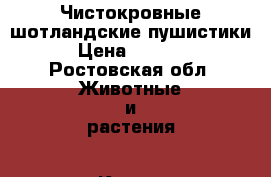 Чистокровные шотландские пушистики › Цена ­ 2 000 - Ростовская обл. Животные и растения » Кошки   